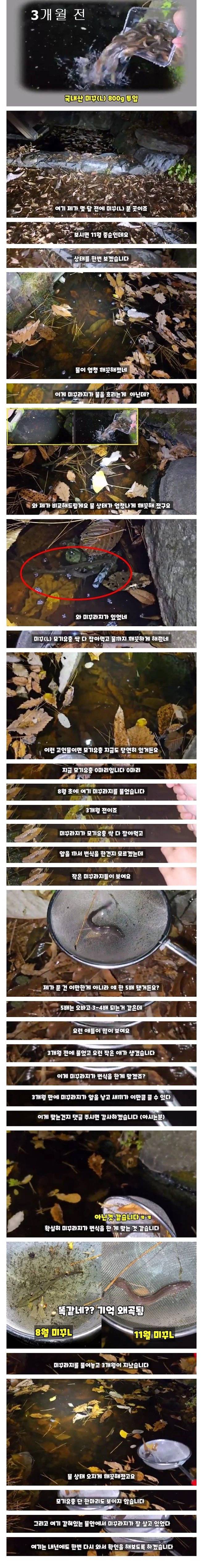 모기 서식지에 미꾸라지 넣고 3개월 후의 변화 ㄷㄷ
