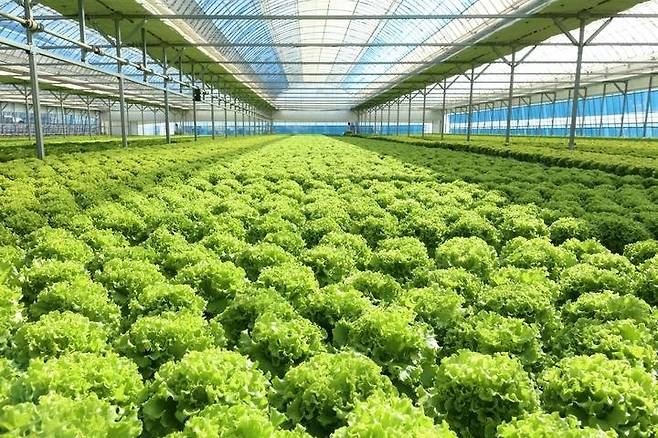 샐러디가 전북 진안군에 운영 중인 '샐러디팜' 농장. 샐러디 제공