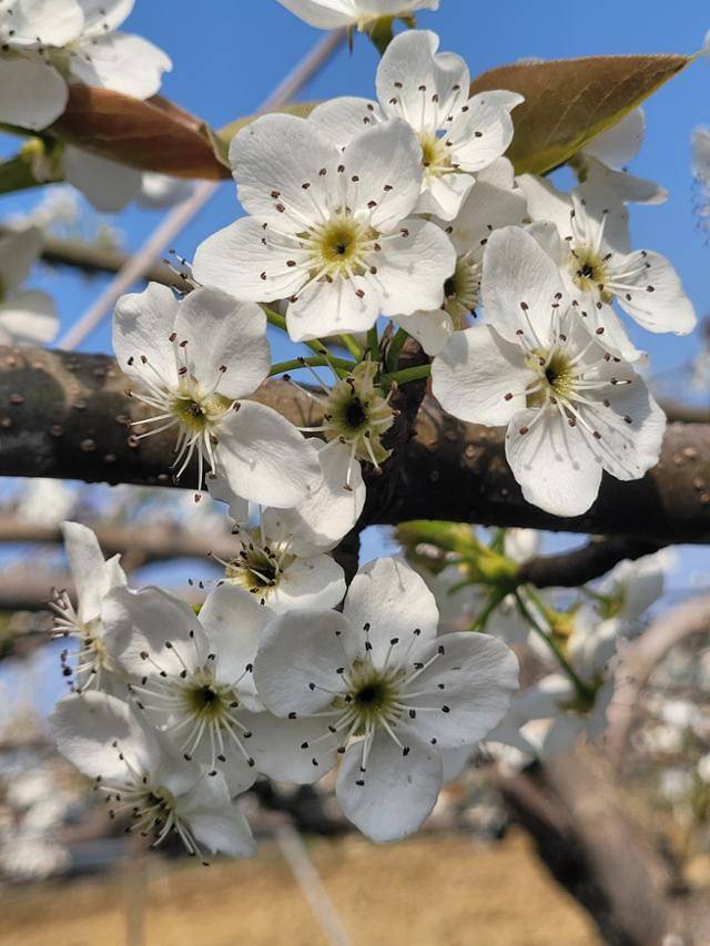 동해 피해를 본 상주배. 꽃 한가운데 암술자리가 갈색으로 변해 있다. 사벌농협 수출배공선회 제공
