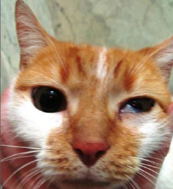 반려동물의 한쪽 눈꺼풀이 처지거나 양쪽 동공 크기가 달라지면 ‘호너 증후군’을 의심해 봐야 한다. /사진=Journal of Feline Medicine and Surgery Open Reports​