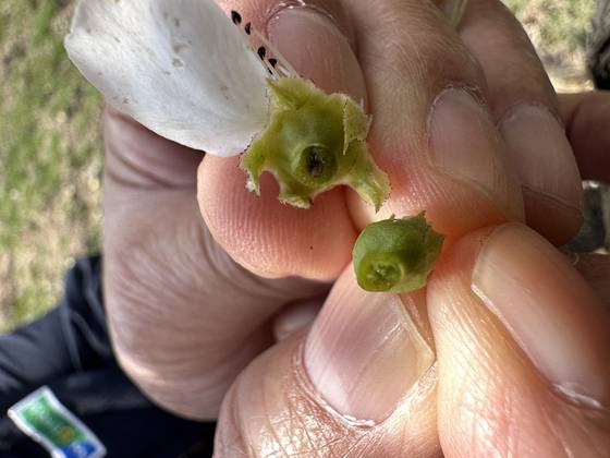 갑작스러운 저온 현상으로 배주(밑씨)가 검게 변했다. 오른쪽은 피해를 입지 않은 배꽃의 배주 모습. 천권필 기자