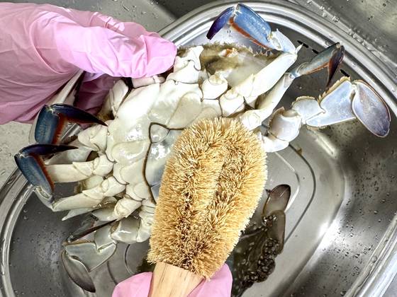 꽃게는 솔로 구석구석 닦고 아가미를 제거한 후 사용한다. 사진 이정웅