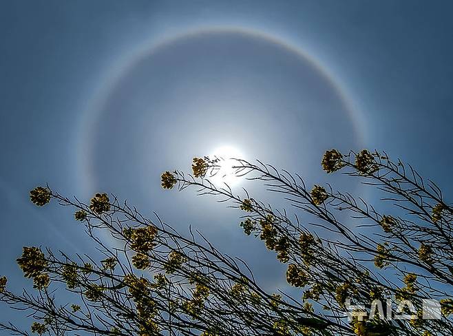 [제주=뉴시스] 우장호 기자 = 추위가 물러난 16일 오후 제주시 이호동에서 바라본 하늘에 햇무리가 관측돼 시선을 사로잡고 있다. 햇무리는 상공에 균일하게 옅은 구름이 드리우면 해 둘레에 빛깔이 있는 둥근 테두리가 생기는 현상을 말한다. 2025.04.16. woo1223@newsis.com