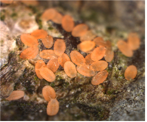 뽕나무깍지벌레 부화 애벌레. 농촌진흥청