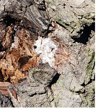 배나무 거친껍질 밑에서 월동 중인 가루깍지벌레 알 덩어리. 농촌진흥청