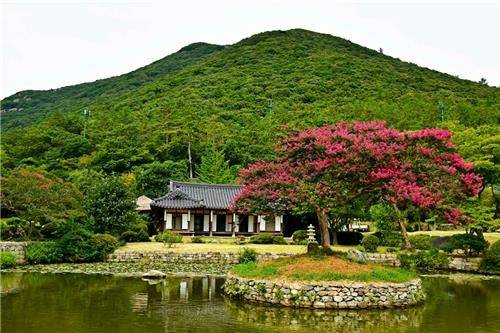 운림산방 배롱나무.