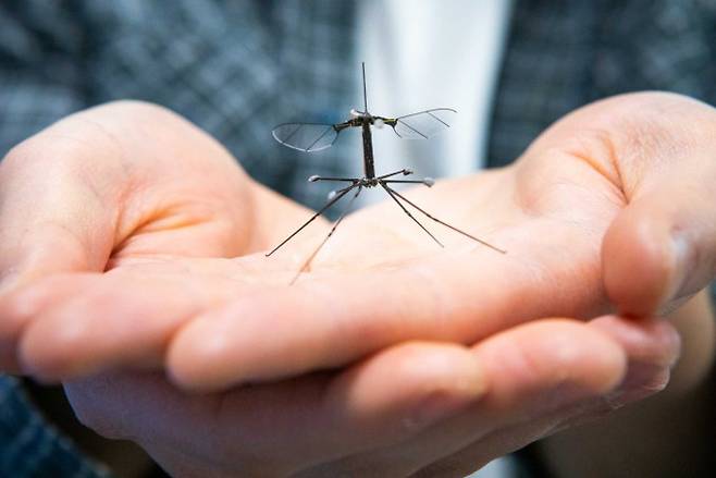 미국 하버드대 연구팀은 곤충을 닮은 마이크로로봇인 '로보비(RoboBee)'에게 각다귀의 착륙법에서 영감을 받은 착륙 장치를 장착했다. Harvard Microrobotics Laboratory 제공