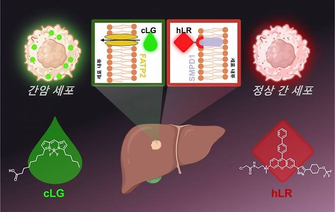 초록빛과 빨간빛으로 간암 세포와 정상 간세포를 선택적으로 구별하는 형광 염색 모식도. 포스텍 제공