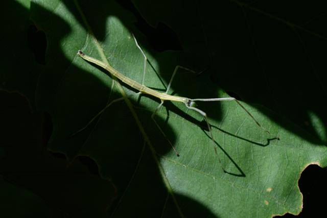 서울 은평구 봉산 편백나무 치유의 숲에서 발견된 대벌레 성충의 모습. 한국일보 자료사진