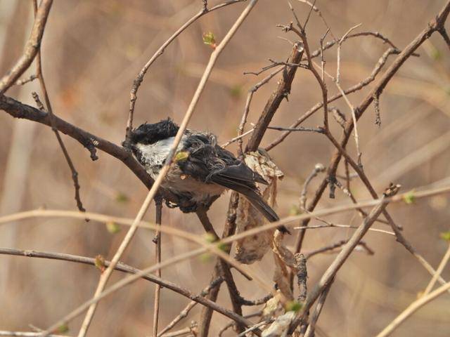 서울 은평구 봉산에서 발견된 끈끈이 롤트랩이 털에 붙은 쇠박새의 모습. 봉산생태조사단 제공