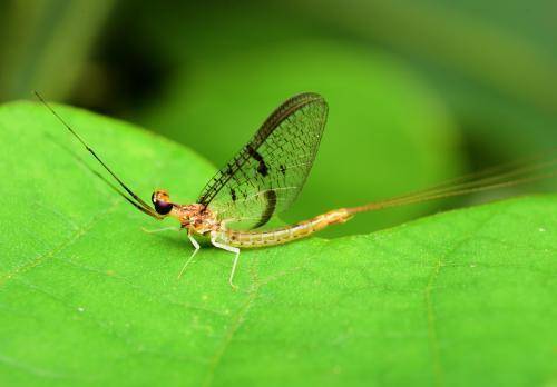 몸집에 비해 큰 날개로 팅커벨로 불리는 동양하루살이의 모습. 국립생물자원관 제공