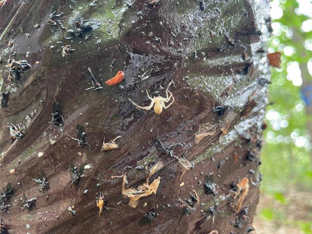 서울 은평구 봉산 나무에 설치된 끈끈이롤트랩에 다양한 곤충들이 붙어 있는 모습. 은평민들레당 제공