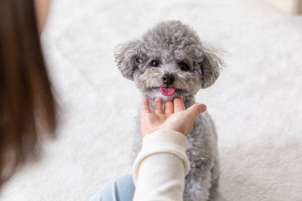 반려동물을 맞이하기 전 철저한 준비가 필요하다./사진=클립아트코리아