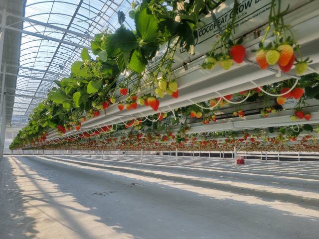 ▲&nbsp; 딸기 따기 체험을 할 수 있는 농장 알로록.