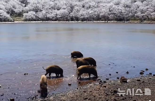 [제주=뉴시스] 15일 오전 한라산 사라오름에 나타난 멧돼지. 한라산국립공원 공식 페이스북 캡처. photo@newsis.com
