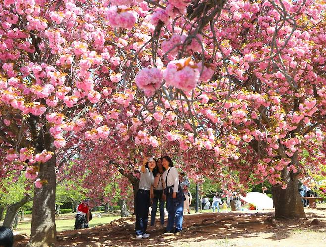 지난해 겹벚꽃 개화기에 경주 불국공원을 찾은 관광객들이 활짝 핀 꽃을 배경으로 추억을 남기고 있다. 경주시 제공