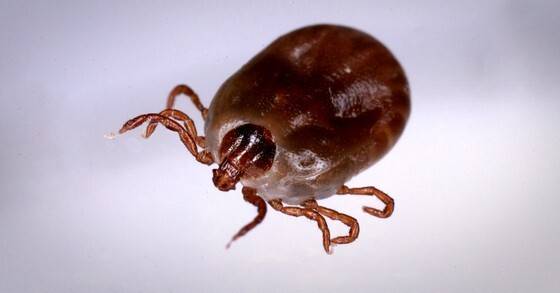 진드기. 연합뉴스