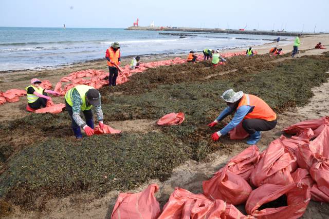 16일 오전 제주시 이호해수욕장에 미역이 대량으로 파도에 떠밀려와 제주시 바다환경지킴이가 수거작업을 하고 있다. 연합뉴스