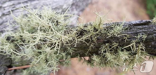 소나무 고목에 붙어 자라는 가시송라(한국수목원정원관리원 제공.재판매 및 DB금지) /뉴스1