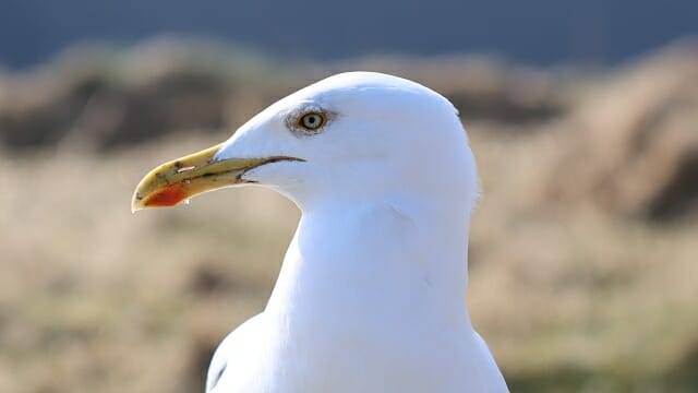 새를 자동으로 인식해 촬영한 사진 중 일부. (사진=지디넷코리아)