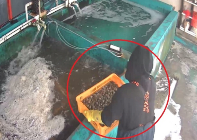 image.png “아이들 먹는 것에 제발”…중국산 바지락 110톤 ‘인천산’ 둔갑해 전국 학교급식 유통