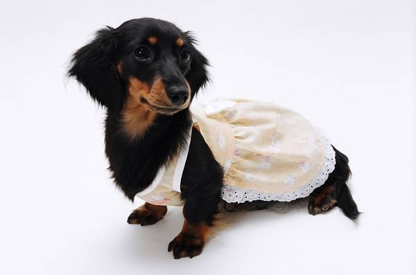 반려견에게 맞지 않는 옷을 입히지 않도록 주의해야 한다. /사진=클립아트코리아