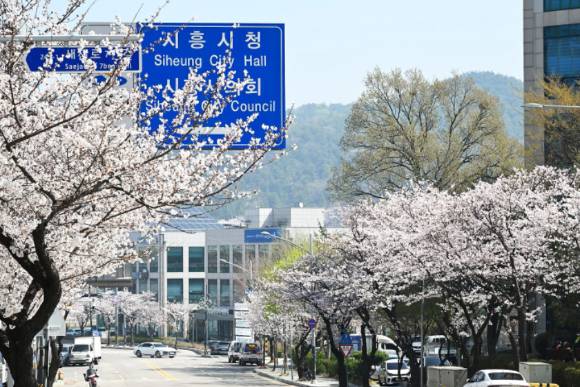 18일 시흥시청 앞 인도 등 관내 전역이 분홍과 하양이 어우러진 벚꽃 봄빛으로 물들었다. [사진=시흥시]