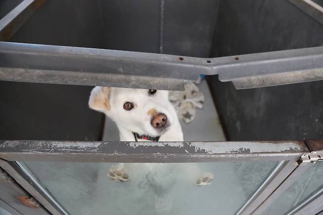 이천 하남 등지에서 운영중인 '신종펫숍'에서 구조된 반려견의 모습. / 사진=동물자유연대