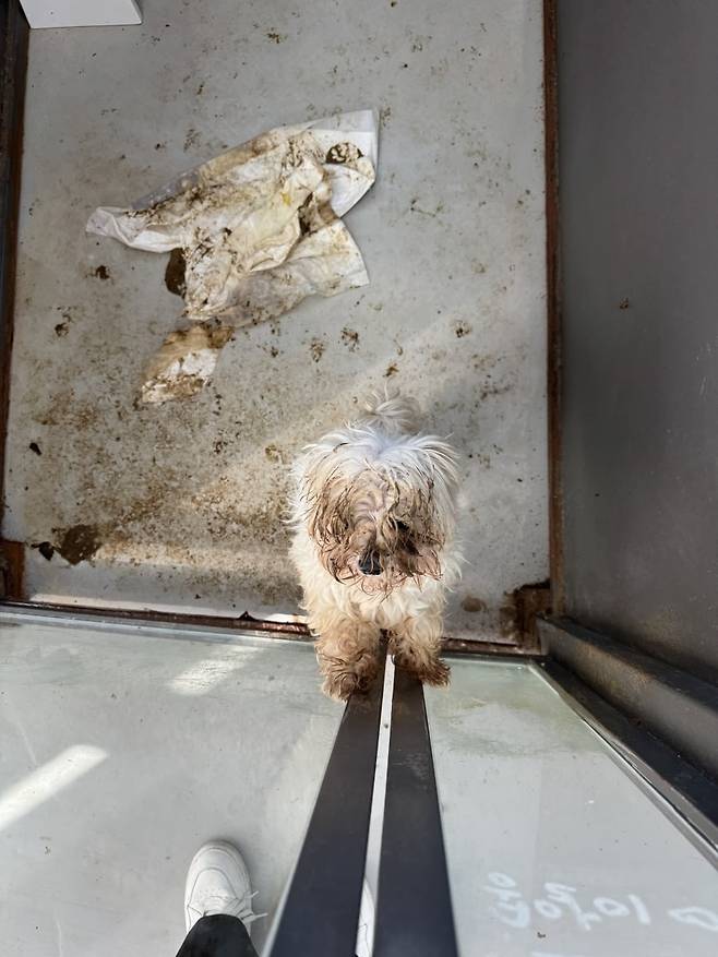 이천 하남 등지에서 운영중인 '신종펫숍'에서 반려견이 방치돼 관리되지 않고 있는 모습. / 사진=동물자유연대