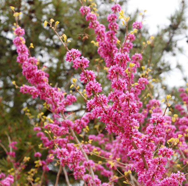 박태기나무는 나무줄기에서 쏟아지듯 꽃이 피어납니다.  그래서 ‘줄기꽃나무’라는 별칭으로도 불립니다.