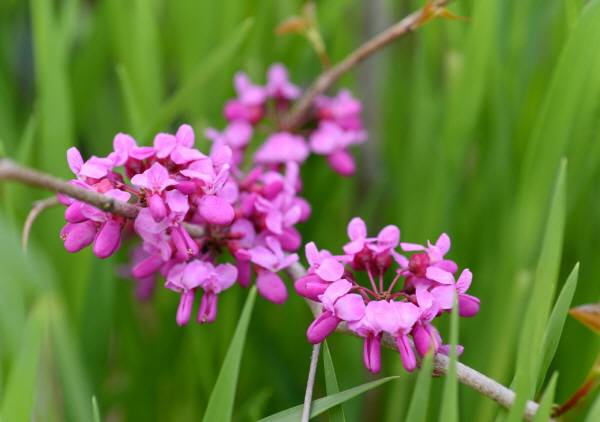 ‘박태기’라는 독특한 이름은 꽃 모양이 밥알처럼 생긴 데서 유래한 것으로 알려지고 있습니다.