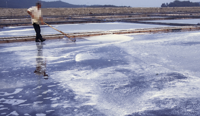 염전에서 작업 중인 근로자. 이 기사와 직접적 연관 없는 사진. [사진 출처 = 연합뉴스]