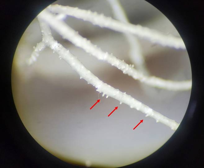 현미경으로 본 가시송라의 곁가지. 붉은 화살표로 표시된 부분은 가시 모양의 갈래싹이 돋아 있는 모습. (국립백두대간수목원 제공)