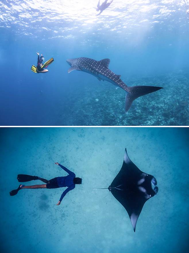 고래상어와 만타 가오리 투어로 유명한 사우스 아리 아톨. 사진제공|팜투어