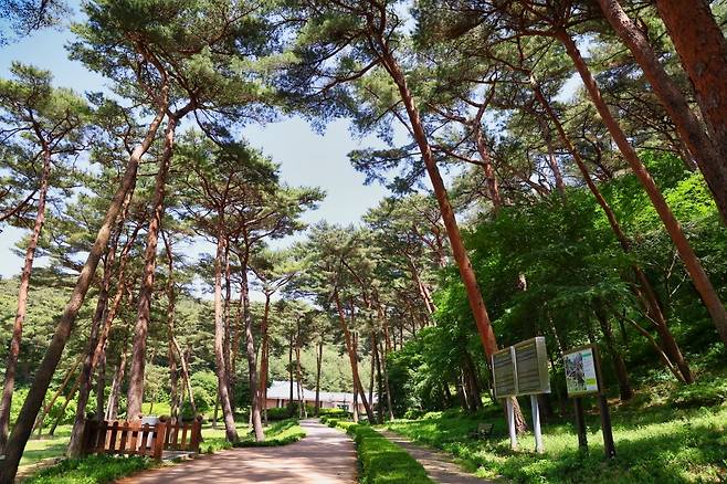 안면도 자연휴양림 [태안군 제공. 재판매 및 DB 금지]
