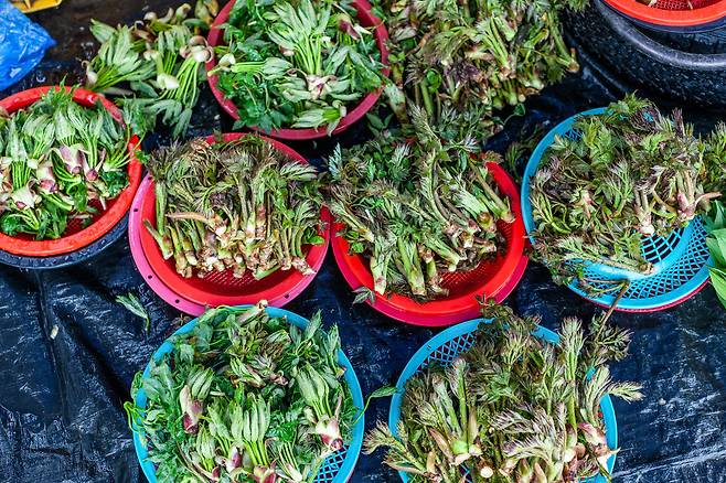 많은 사람들이 좋아하는 대표적인 봄나물, 두릅 /윤혜자 제공