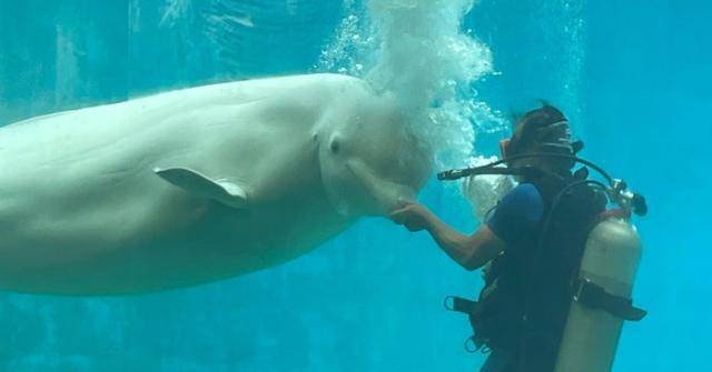 지난해 9월 12일 경남 거제시에 위치한 수족관 '거제씨월드'에서 벨루가 공연이 벌어지고 있다. 동물자유연대 제공