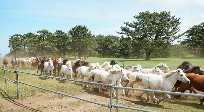 오늘(19일) 5.16도로변 제주마 방목지에서 개막한 '2025 제주마 입목문화축제'의 모습 (사진, 제주자치도 제공)