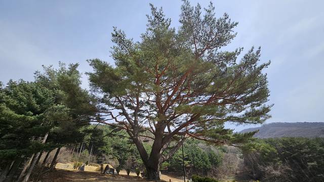▲ 정선 남면 문곡리에 위치한 300년 수령의 노거수가 산림청으로부터 2025년 올해의 소나무로 선정됐다.