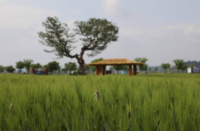 함안군 칠서면 생태공원 청보리밭. 경남도청 제공