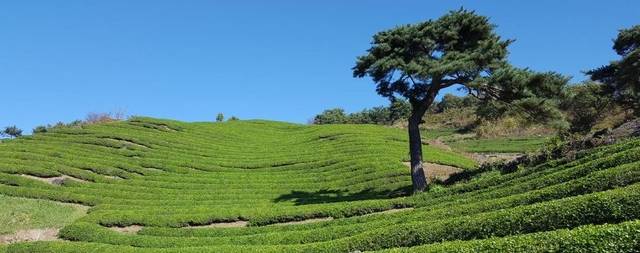 하동군 화계면 정금차밭. 경남도청 제공