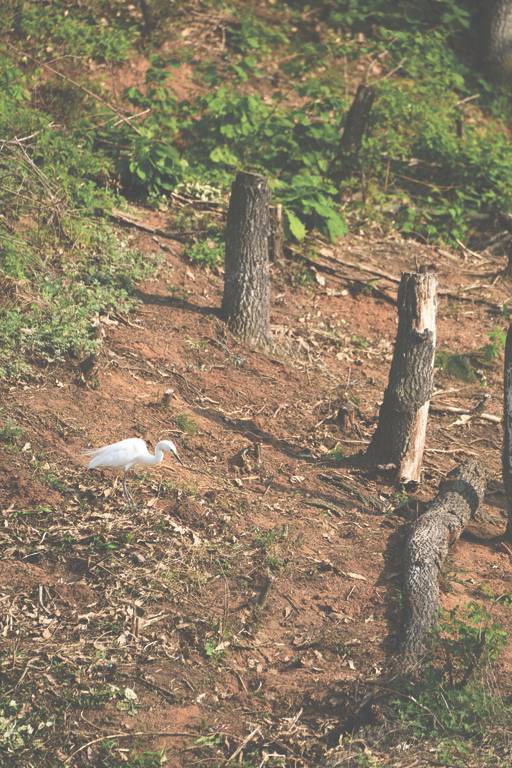 주택단지 개발을 위해 백로 서식지 나무를 베어낸 모습. 백로는 이를 어떻게 받아들이고 있을까.
