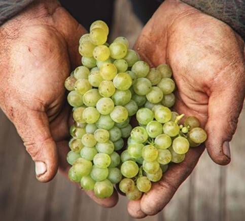 소비뇽 블랑. 러브블럭 홈페이지