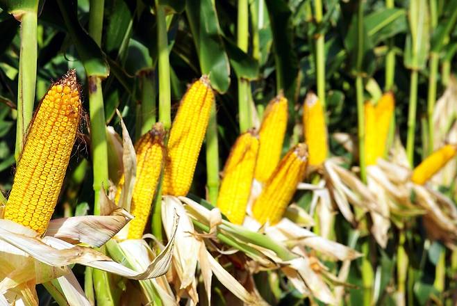 옥수수. 클립아트코리아 제공