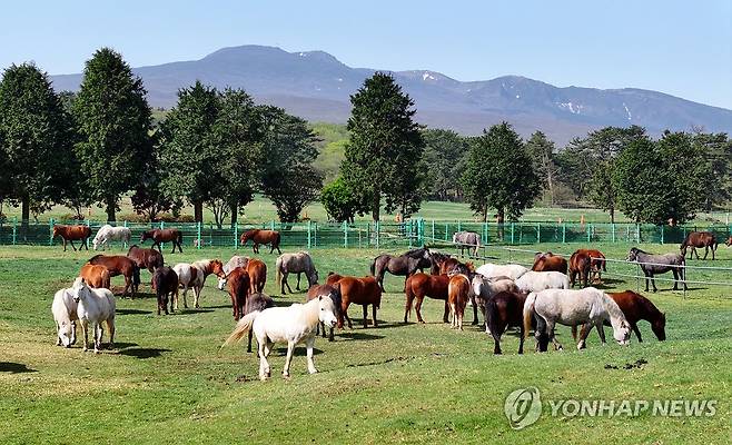 한라산 중턱의 제주마들 (제주=연합뉴스) 박지호 기자 = 18일 오전 제주시 용강동 제주마 방목지에서 천연기념물인 제주마들이 한가로이 풀을 뜯고 있다. 2025.4.18 jihopark@yna.co.kr
