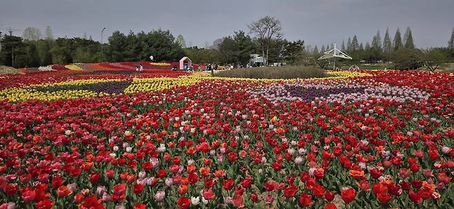 청주 문암생태공원 튤립정원. 사진제공=청주시
