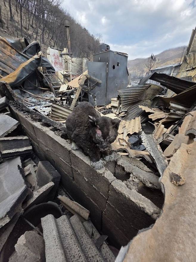지난 3일 경북 안동에서 발견한 고양이 영돌이를 구조하기 전 찍은 사진. 네 발바닥이 화상으로 벗겨지는 바람에 불길을 피하지 못했다. 사진=동물행동권 카라