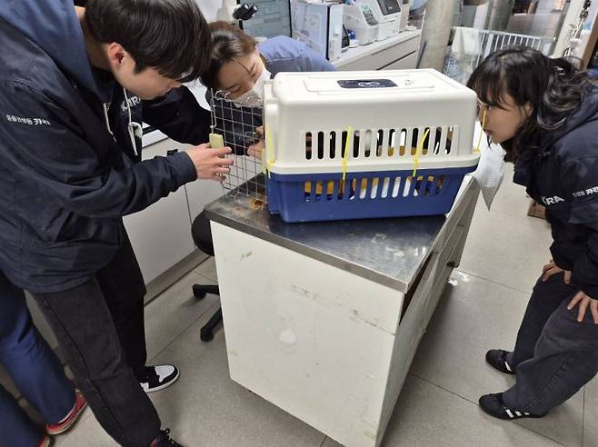 16일 경기도 파주에 있는 동물 보호소 카라 더 봄 센터에서 활동가들과 수의사가 치료를 위해 영돌이를 이동장에서 꺼내고 있는 모습. 사진=송승섭 기자