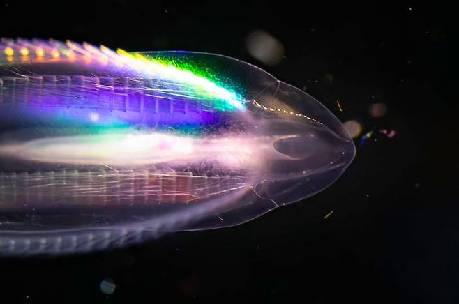 호주 해양생물 연구진이 남극에서 건진 유즐동물(빛해파리류). 사진=AAD/Pete Harmsen