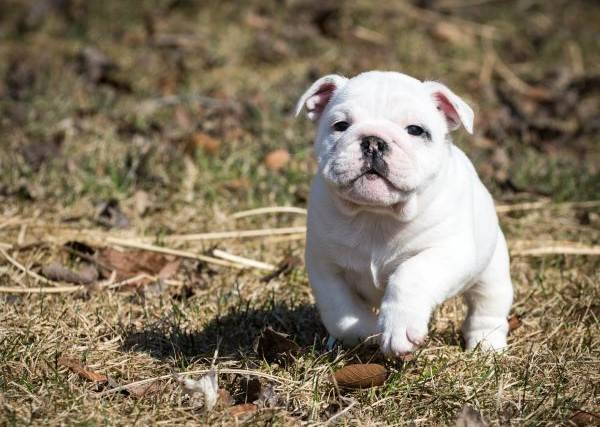 비만은 강아지 건강에 안 좋은 영향을 준다./사진=클립아트코리아